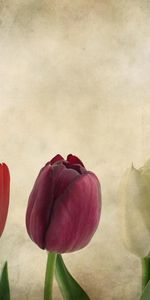 Flowers,Paper,Row,Tulips