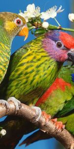 Flowers,Parrots,Branch,Animals,Birds,Multicolored