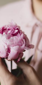 Flowers,Peony,Hand,Tenderness,Flower,Pion