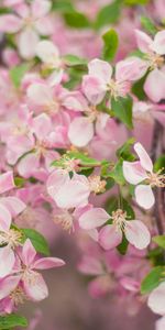 Flowers,Petals,Bloom,Branch,Flowering,Garden