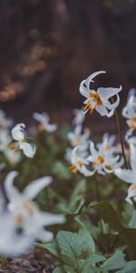 Flowers,Petals,Bloom,Flowering