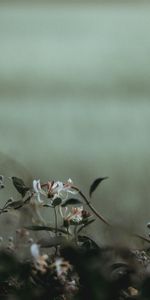 Flowers,Petals,Blur,Smooth,Plants