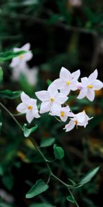 Flowers,Petals,Branches