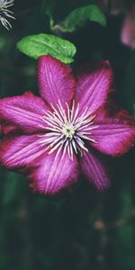 Fleurs,Bourgeon,Clématite,Pétales