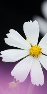 Flowers,Petals,Chamomile,Flower,Camomile,Background