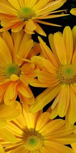 Flowers,Petals,Close Up