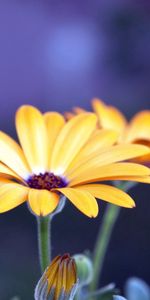 Flowers,Petals,Close Up,Buds,Night