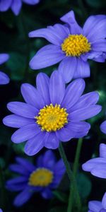 Flowers,Petals,Close Up,Pollen