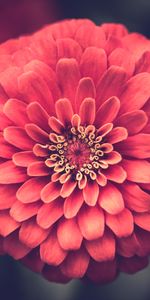 Flowers,Petals,Close Up,Zinnia