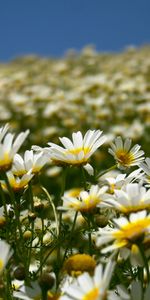 Flowers,Petals,Field,Camomile