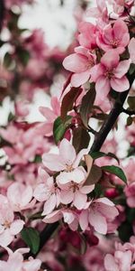 Flowers,Petals,Flowering,Bloom,Sakura