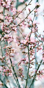 Flowers,Petals,Flowering,Pink,Bloom,Spring