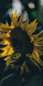 Flowers,Petals,Flowering,Sunflower,Flower,Bloom