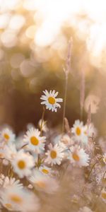 Flowers,Petals,Focus,Chamomile,Wildflowers,Camomile