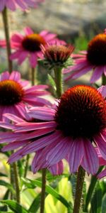 Flores,Verduras,Pétalos,Equinácea,Echinacea,Soleado