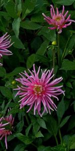 Flowers,Petals,Greens,Flowerbed,Flower Bed,Buds