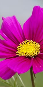 Flowers,Petals,Kosmeya,Cosmos,Flower