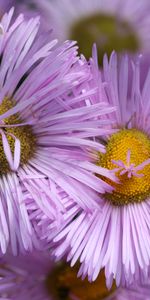 Flowers,Petals,Lilac