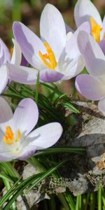 Flowers,Petals,Lilac