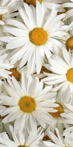 Flowers,Petals,Lot,Snow White,Camomile