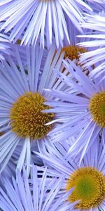 Pétales,Fermer,Pollen,Asters,Fleurs,Gros Plan