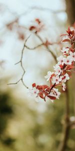 Flowers,Petals,Spring