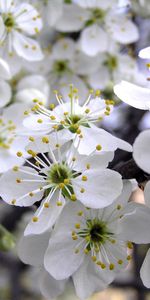 Flores,Pétalos,Primavera,Estambres,Cereza