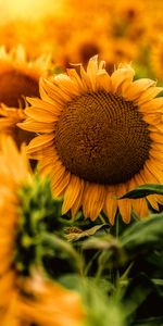 Pétales,Tournesol,Fleurs