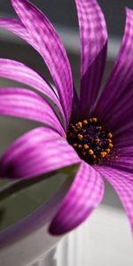 Flowers,Petals,Violet,Flower,Purple