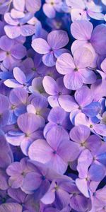 Flowers,Petals,Violet,Hydrangea,Purple