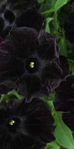 Flowers,Petunia,Close Up