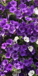 Flowers,Petunias,Lilac,Purple