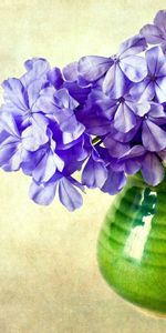 Flowers,Phlox,Background,Vase