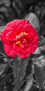 Flowers,Photoshop,Dew,Camellia,Flowering,Bloom