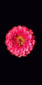 Flowers,Photoshop,Flower,Petals,Zinnia