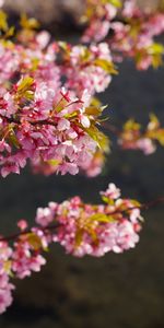 Flowers,Pink,Bloom,Flowering,Garden