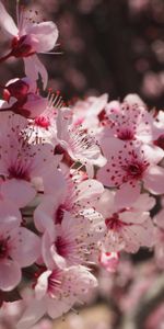 Flowers,Pink,Bloom,Flowering,Spring