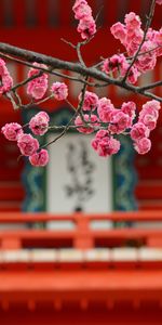 Flowers,Pink,Blur,Smooth,Bloom,Flowering,Sakura