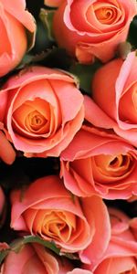 Flowers,Pink,Bouquet,Present,Romantic,Roses,Gift,Coral