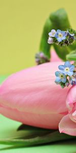 Flowers,Pink,Bouquet,Tulips