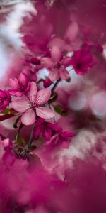 Flowers,Pink,Branch,Bloom,Flowering,Sakura