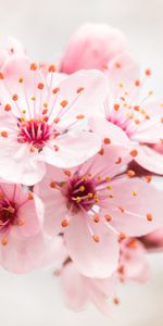 Flowers,Pink,Branch,Flower,Flowering,Bloom