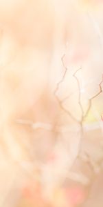 Flowers,Pink,Branch,Tender,Leaves