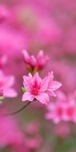 Flowers,Pink,Branches,Bloom,Flowering