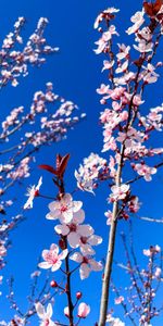 Fleur De Cerisier,Cerise,Branches,Fleurs,Source,Rose,Printemps