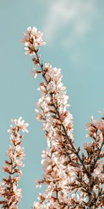 Flowers,Pink,Branches,Spring,Sakura