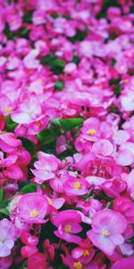 Flowers,Pink,Bright,Glade,Polyana