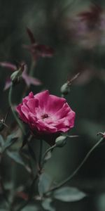 Flowers,Pink,Bud,Stem,Stalk,Rose Flower,Rose