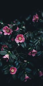 Flowers,Pink,Bush,Camellia