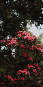 Fleurs,Buisson,Floraison,Rose